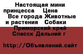 Настоящая мини принцесса  › Цена ­ 25 000 - Все города Животные и растения » Собаки   . Приморский край,Спасск-Дальний г.